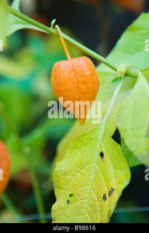 Lanterne chinoise (Physalis alkekengi) Banque D'Images