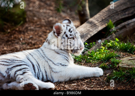 White Tiger Cub en captivité - Panthera tigris, Zoo de Nashville, Tennessee, États-Unis Banque D'Images