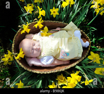 Un bébé de Pâques prématurée s'endort dans un géant de pâques en chocolat parmi les jonquilles printemps près de Bideford Banque D'Images