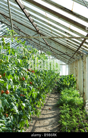 Les tomates et les herbes poussant dans les émissions de Banque D'Images