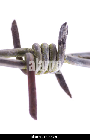 Extreme close up d'un barb wire isolé sur fond blanc Banque D'Images