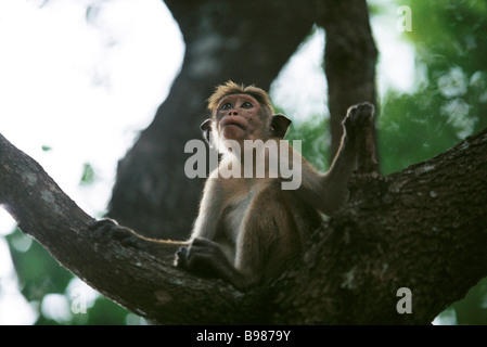 Singe rhésus (Macaca mulatta) sitting on bough de arbre, jusqu'à Banque D'Images