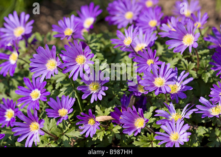 Asters alpins violets (Aster alpinus) en pleine floraison au début du printemps au Royaume-Uni Banque D'Images