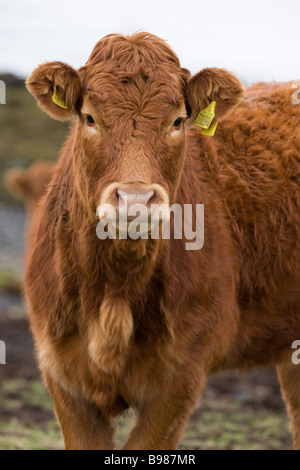 Close-up of a Highland cattle franchi ? Aviafauna birdshowing la faune aviaire de l'oreille tags Banque D'Images