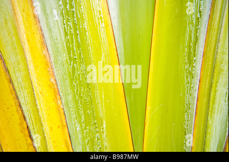 Palm tree voyageurs libre de la Réunion France Océan Indien | Baum der Reisenden, Palme, Nahaufnahme, La Reunion, Frankreich Banque D'Images