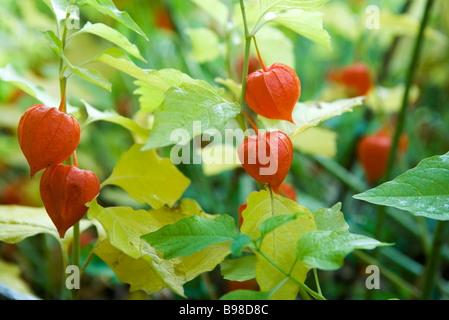 Lanterne chinoise (Physalis alkekengi) Banque D'Images