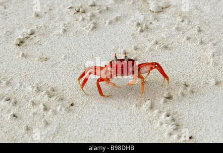 Le crabe fantôme Galapagos, Ocypode gaudichaudii, San Cristobal Island, îles Galapagos, Equateur, Amérique du Sud Banque D'Images