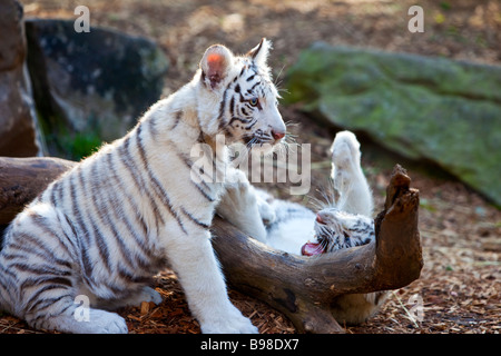 White Tiger Cub Panthera tigris Banque D'Images