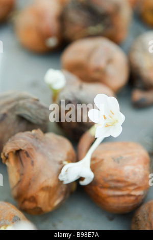 Bulbes Crocus blooming Banque D'Images