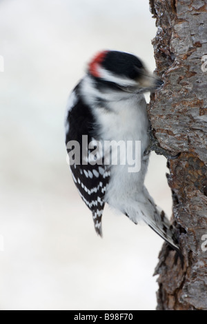 Pic mineur Picoides pubescens New York USA trouvés près de ou dans un bois semblable à Pic chevelu mais plus petit Banque D'Images