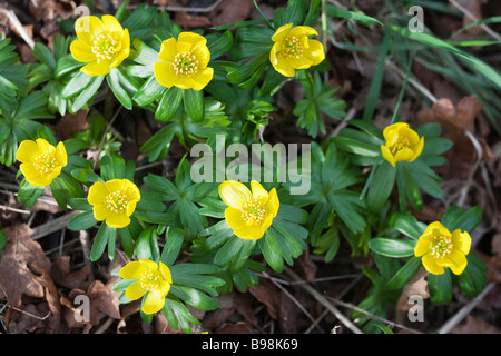 Eranthis hyemalis aconit d'hiver Howick Hall garden Northumberland Royaume-uni Banque D'Images