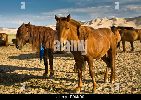 Chevaux dans le désert de Gobi, Mongolie Banque D'Images