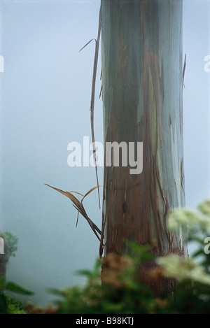 Mindanao Gum Tree (Eucalyptus deglupta), dans le brouillard Banque D'Images