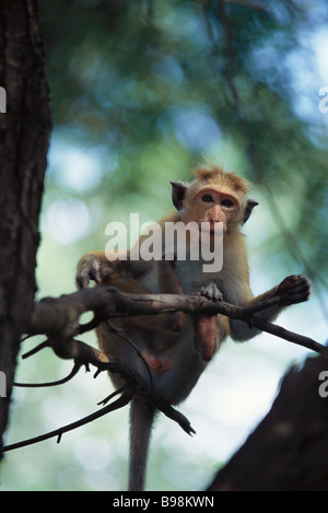 Singe rhésus perché sur la branche fine Banque D'Images