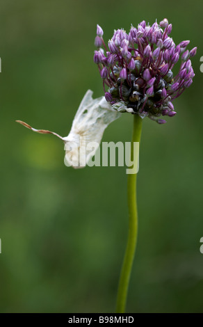 L'ail ou l'oignon sauvage Crow, Allium vineale, bractée papyracée avec en été à Dorset Banque D'Images