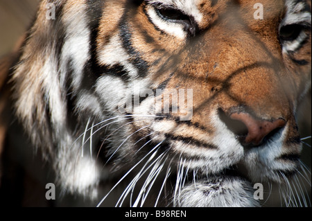 Tigre du Bengale en captivité (Panthera tigris tigris) à Padmaja Naidu Himalayan Zoological Park, Darjeeling Banque D'Images