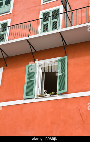 Chien à la recherche de fenêtres dotées de capacités dans l'historique quartier de Terra Nova Bastia Corse France Banque D'Images