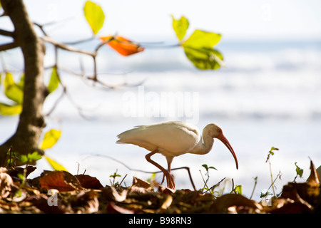 Ibis blanc (Eudocimus albus) en quête de nourriture en face de la plage à dominical, Costa Rica. Banque D'Images