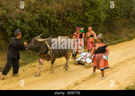 Hmong fleurs colorées avec leurs buffles d'eau à la maison du marché intérieur de l'Cau fils près de Bac Ha Vietnam Banque D'Images