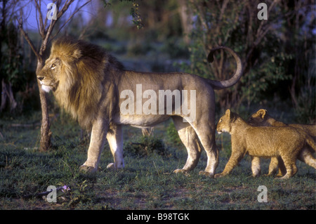 Lion mâle adulte avec une fine mane et deux jeunes Louveteaux Masai Mara National Reserve Kenya Afrique de l'Est Banque D'Images