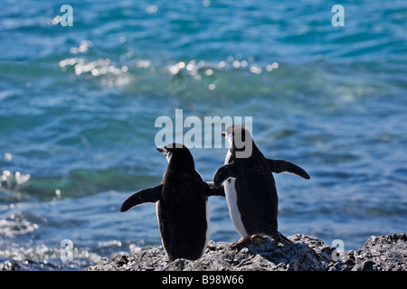 Les Manchots à Jugulaire (Pygoscelis antarcticus) sur la plage de l'Antarctique Banque D'Images