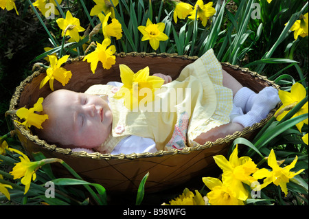 Un bébé de Pâques prématurée s'endort dans un géant de pâques en chocolat parmi les jonquilles printemps près de Bideford Banque D'Images