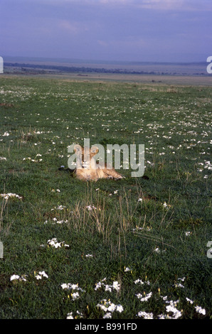 La moitié des hommes cultivés lion cub entouré par le papier du gaspillage blanc fleurs Masai Mara National Reserve Kenya Afrique de l'Est Banque D'Images