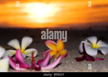 Plumeria ou frangipanier originaire de régions tropicales et subtropicales des Amériques tourné au crépuscule à Aitutaki Cook Islands Banque D'Images