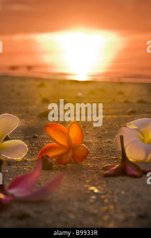 Un moment de perfection sublime Plumeria frangipani au crépuscule sur les îles Cook Aitutaki Jan 2009 Pacifique Sud Banque D'Images