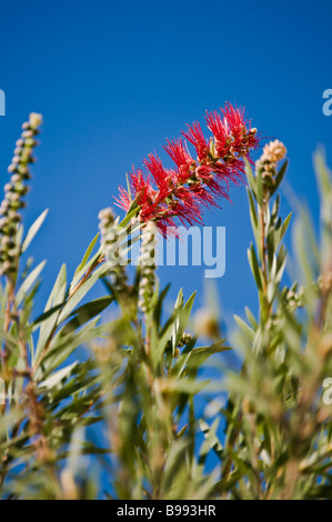 Bottlebrushes sont membres du genre Callistemon et appartiennent à la famille des Myrtaceae trouvés à l'Est et du sud-est de l'Australie Banque D'Images