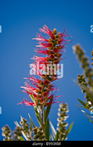 Bottlebrushes sont membres du genre Callistemon et appartiennent à la famille des Myrtaceae trouvés dans l'Est et le sud est de l'Australie Banque D'Images