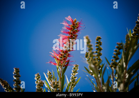 Bottlebrushes sont membres du genre Callistemon et appartiennent à la famille des Myrtaceae trouvés à l'Est et du sud-est de l'Australie Banque D'Images