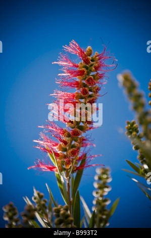 Bottlebrushes sont membres du genre Callistemon et appartiennent à la famille des Myrtaceae trouvés à l'Est et du sud-est de l'Australie Banque D'Images