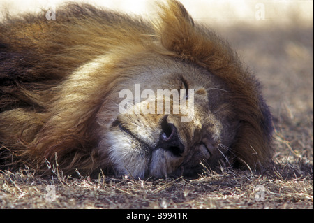 Close up portrait of male lion à crinière fine dormir avec les yeux fermés le Masai Mara National Reserve Kenya Afrique de l'Est Banque D'Images