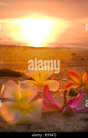 Un moment de sublime perfection romantique Plumeria frangipani tourné au crépuscule sur les îles Cook Aitutaki Jan 2009 Pacifique Sud Banque D'Images