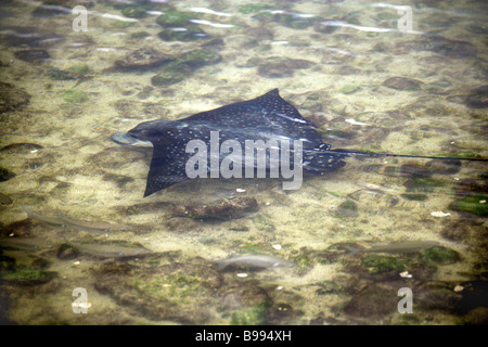 Spotted Eagle Ray, Aetobatus narinari, ou Bonnet Ray la baignade dans un lagon peu profond, San Cristobal, îles Galapagos, Equateur Banque D'Images