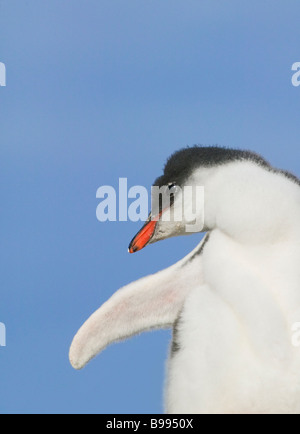 Gentoo pingouin (Pygoscelis papua) chick Antarctique Banque D'Images