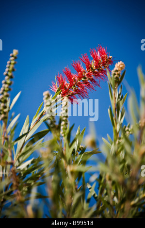 Bottlebrushes sont membres du genre Callistemon et appartiennent à la famille des Myrtaceae trouvés à l'Est et du sud-est de l'Australie Banque D'Images