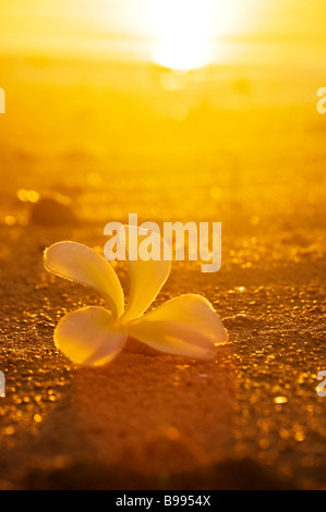 Un moment de perfection sublime Plumeria frangipani au crépuscule sur les îles Cook Aitutaki Jan 2009 Pacifique Sud Banque D'Images