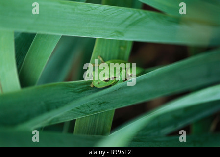 Méditerranée Hyla meridionalis) Banque D'Images