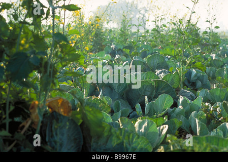 Le chou growing in field Banque D'Images