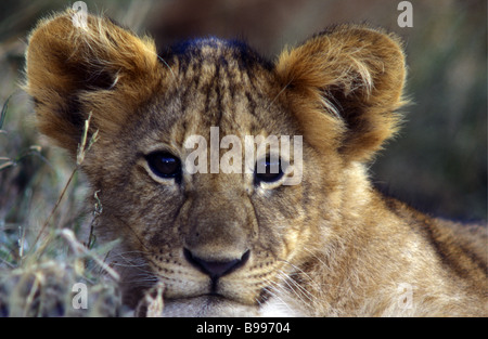 Close up portrait of young lion cub environ deux mois le Masai Mara National Reserve Kenya Afrique de l'Est Banque D'Images