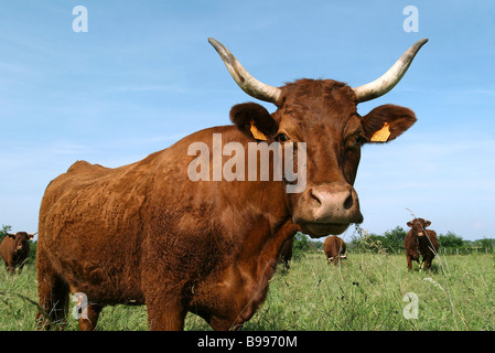 Vache laitière dans les pâturages, portrait Banque D'Images