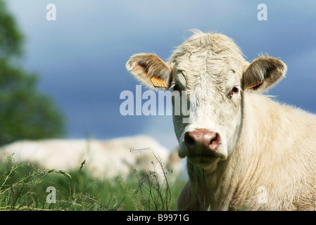 Vache blanche en pâturage, close-up Banque D'Images