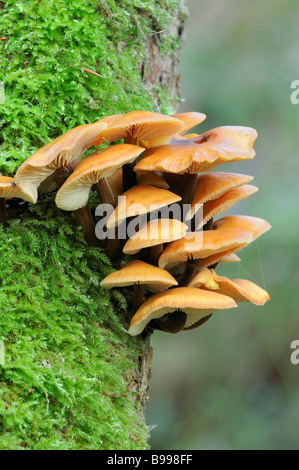 Champignons queue de velours sur Colybie a arbre couvert de mousse Banque D'Images