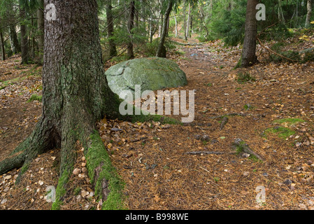 Les racines des arbres couverts de mousse dans la forêt Banque D'Images