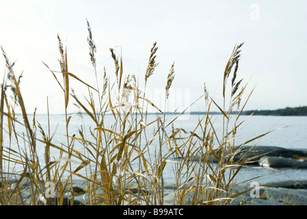 Hautes herbes croissant le long du bord de l'eau Banque D'Images