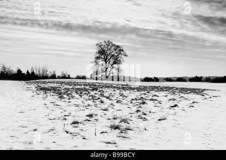 Un seul arbre se détache sur le paysage enneigé Banque D'Images