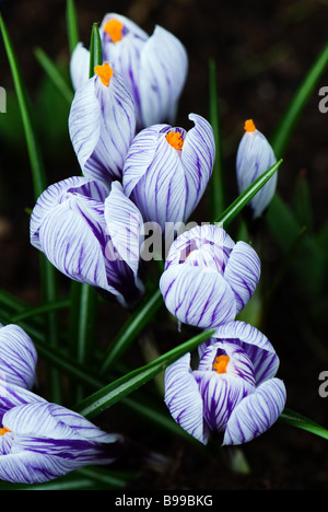 Violet et blanc à rayures crocus fleurissent au printemps, les jardins de Keukenhof à Lisse, aux Pays-Bas. Banque D'Images