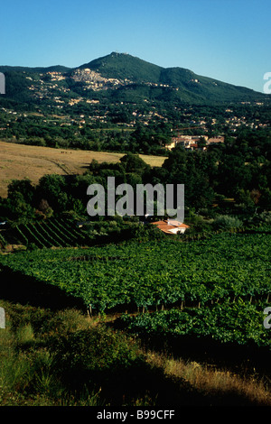 Italie Latium Frascati vignobles dans les environs de la ville de Frascati hill de Rocca di Papa Monte Cavo dans la distance Banque D'Images